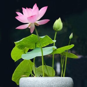 পদ্ম ফুলের বীজ