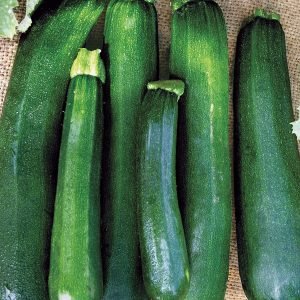 Squash-seeds