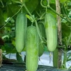 images-1