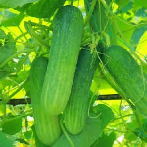 images-7