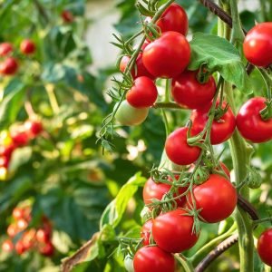 tomato-nervous-system